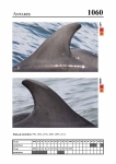 2019 East Coast Scotland Bottlenose Dolphin Photo-ID Catalogue, image ID 2018