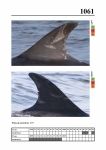 2019 East Coast Scotland Bottlenose Dolphin Photo-ID Catalogue, image ID 2019