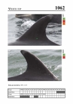 2019 East Coast Scotland Bottlenose Dolphin Photo-ID Catalogue, image ID 2020