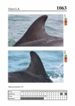 2019 East Coast Scotland Bottlenose Dolphin Photo-ID Catalogue, image ID 2021