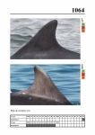 2019 East Coast Scotland Bottlenose Dolphin Photo-ID Catalogue, image ID 2022