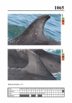 2019 East Coast Scotland Bottlenose Dolphin Photo-ID Catalogue, image ID 2023