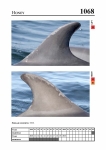 2019 East Coast Scotland Bottlenose Dolphin Photo-ID Catalogue, image ID 2024