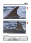 2019 East Coast Scotland Bottlenose Dolphin Photo-ID Catalogue, image ID 2025