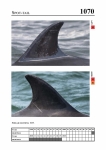2019 East Coast Scotland Bottlenose Dolphin Photo-ID Catalogue, image ID 2026