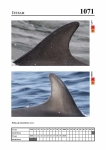 2019 East Coast Scotland Bottlenose Dolphin Photo-ID Catalogue, image ID 2027