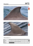 2019 East Coast Scotland Bottlenose Dolphin Photo-ID Catalogue, image ID 2028