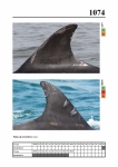 2019 East Coast Scotland Bottlenose Dolphin Photo-ID Catalogue, image ID 2030