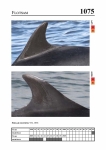 2019 East Coast Scotland Bottlenose Dolphin Photo-ID Catalogue, image ID 2031