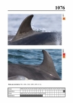 2019 East Coast Scotland Bottlenose Dolphin Photo-ID Catalogue, image ID 2032