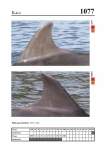 2019 East Coast Scotland Bottlenose Dolphin Photo-ID Catalogue, image ID 2033