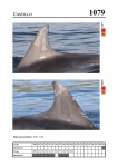 2019 East Coast Scotland Bottlenose Dolphin Photo-ID Catalogue, image ID 2034