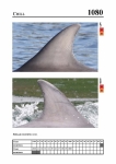 2019 East Coast Scotland Bottlenose Dolphin Photo-ID Catalogue, image ID 2035
