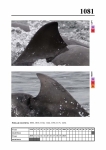 2019 East Coast Scotland Bottlenose Dolphin Photo-ID Catalogue, image ID 2036