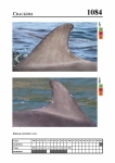 2019 East Coast Scotland Bottlenose Dolphin Photo-ID Catalogue, image ID 2037