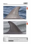 2019 East Coast Scotland Bottlenose Dolphin Photo-ID Catalogue, image ID 2038