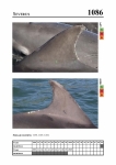 2019 East Coast Scotland Bottlenose Dolphin Photo-ID Catalogue, image ID 2039