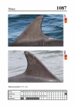 2019 East Coast Scotland Bottlenose Dolphin Photo-ID Catalogue, image ID 2040