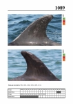2019 East Coast Scotland Bottlenose Dolphin Photo-ID Catalogue, image ID 2041