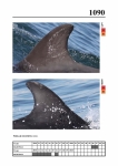2019 East Coast Scotland Bottlenose Dolphin Photo-ID Catalogue, image ID 2042