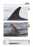 2019 East Coast Scotland Bottlenose Dolphin Photo-ID Catalogue, image ID 2044