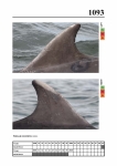2019 East Coast Scotland Bottlenose Dolphin Photo-ID Catalogue, image ID 2045