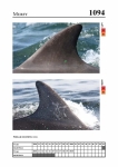 2019 East Coast Scotland Bottlenose Dolphin Photo-ID Catalogue, image ID 2046