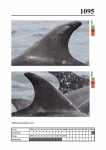 2019 East Coast Scotland Bottlenose Dolphin Photo-ID Catalogue, image ID 2047