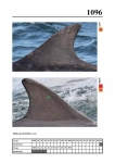 2019 East Coast Scotland Bottlenose Dolphin Photo-ID Catalogue, image ID 2048