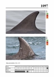2019 East Coast Scotland Bottlenose Dolphin Photo-ID Catalogue, image ID 2049