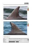 2019 East Coast Scotland Bottlenose Dolphin Photo-ID Catalogue, image ID 2050