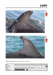 2019 East Coast Scotland Bottlenose Dolphin Photo-ID Catalogue, image ID 2051