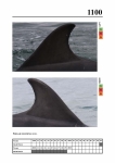 2019 East Coast Scotland Bottlenose Dolphin Photo-ID Catalogue, image ID 2052
