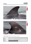 2019 East Coast Scotland Bottlenose Dolphin Photo-ID Catalogue, image ID 2054