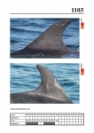 2019 East Coast Scotland Bottlenose Dolphin Photo-ID Catalogue, image ID 2055