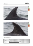 2019 East Coast Scotland Bottlenose Dolphin Photo-ID Catalogue, image ID 2056
