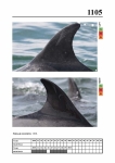 2019 East Coast Scotland Bottlenose Dolphin Photo-ID Catalogue, image ID 2057