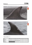 2019 East Coast Scotland Bottlenose Dolphin Photo-ID Catalogue, image ID 2058