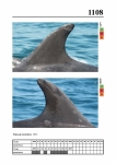 2019 East Coast Scotland Bottlenose Dolphin Photo-ID Catalogue, image ID 2059