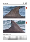2019 East Coast Scotland Bottlenose Dolphin Photo-ID Catalogue, image ID 2060