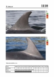 2019 East Coast Scotland Bottlenose Dolphin Photo-ID Catalogue, image ID 2061