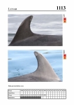 2019 East Coast Scotland Bottlenose Dolphin Photo-ID Catalogue, image ID 2062