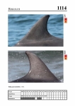 2019 East Coast Scotland Bottlenose Dolphin Photo-ID Catalogue, image ID 2063