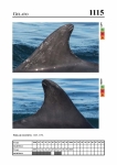 2019 East Coast Scotland Bottlenose Dolphin Photo-ID Catalogue, image ID 2064