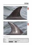 2019 East Coast Scotland Bottlenose Dolphin Photo-ID Catalogue, image ID 2065