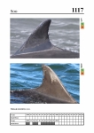 2019 East Coast Scotland Bottlenose Dolphin Photo-ID Catalogue, image ID 2066
