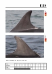 2019 East Coast Scotland Bottlenose Dolphin Photo-ID Catalogue, image ID 2067