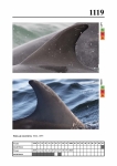 2019 East Coast Scotland Bottlenose Dolphin Photo-ID Catalogue, image ID 2068