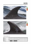 2019 East Coast Scotland Bottlenose Dolphin Photo-ID Catalogue, image ID 2070