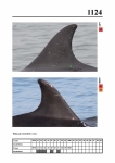 2019 East Coast Scotland Bottlenose Dolphin Photo-ID Catalogue, image ID 2072